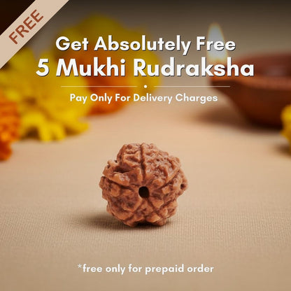 Get Absolutely Free 5 Mukhi Rudraksha